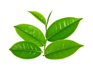 Obraz premium Fresh tea leaves against a white background