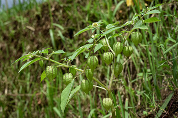 Fruit ciplukan (Physialis Angulat) is a traditional herbal medicine ingredient, a wild plant that is useful