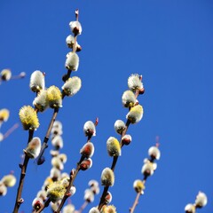 Fototapeta premium Spring catkins against a vibrant blue sky