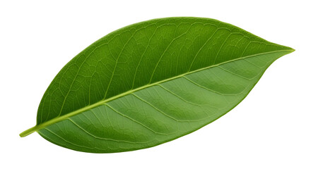 Obraz premium Single green leaf close up for botany illustration isolated PNG with Transparent Background