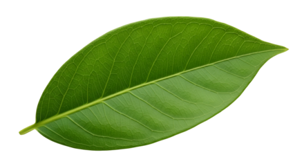 Single green leaf close up for botany illustration isolated PNG with Transparent Background