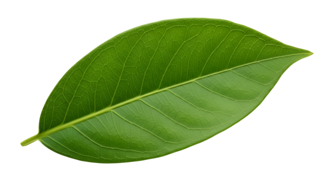 Single green leaf close up for botany illustration isolated PNG with Transparent Background