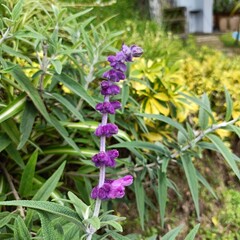 one female annas hummingbird flying hoovering drinking nectar from salvia leucantha flowers, know as mexican bush sage
