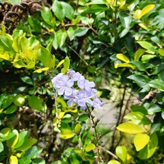 beautiful blue cape leadwort or white plumbago with sunlight in the garden