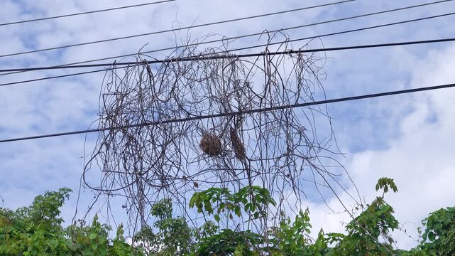 Nidology. The Olive-backed Sunbird, garden sunbird (Cinnyris jugularis) builds a spherical nest in a tangle of liana dry branches and electric wires (there is no difference for bird). Borneo Island
