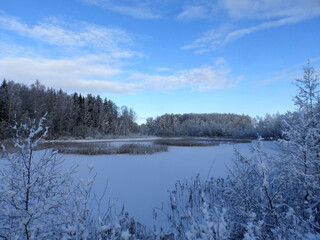 wonderful landscape from a winter morning, blue hour, trees covered with fresh snow, peace and quiet in nature
