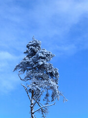wonderful landscape from a winter morning, blue hour, trees covered with fresh snow, peace and quiet in nature