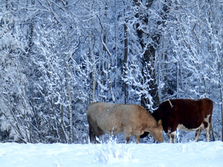 wonderful landscape from a winter morning, cows eating hay, trees covered with fresh snow, peace and quiet in nature