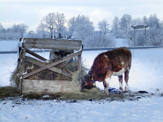 wonderful landscape from a winter morning, cows eating hay, trees covered with fresh snow, peace and quiet in nature