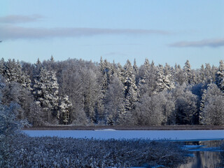 wonderful landscape from a winter morning, blue hour, trees covered with fresh snow, peace and quiet in nature
