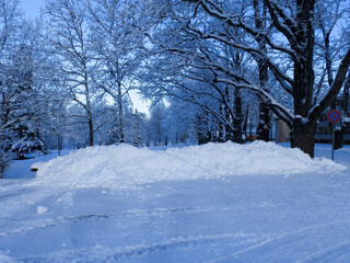 wonderful landscape from a winter morning, blue hour, trees covered with fresh snow, peace and quiet in nature