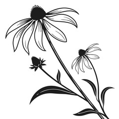 black eyed susan vector