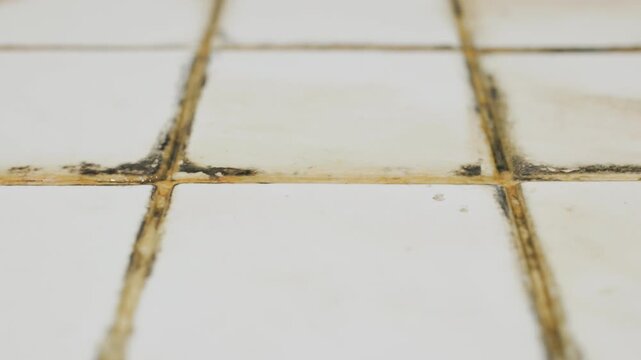 Black mold caused by dirt and dampness. Close-up of black mold on bathroom floor. 