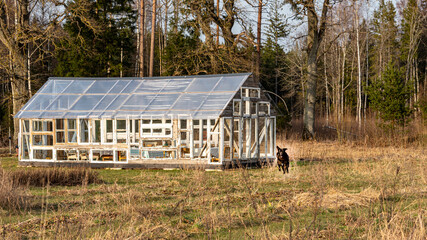 early spring in nature, interestingly built greenhouse from old wooden windows, peasant architecture, homemade greenhouse for various plants