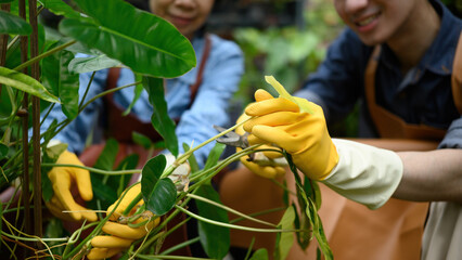 Obraz premium Close-up of mother and son pruning green plants together, teamwork in gardening and family business