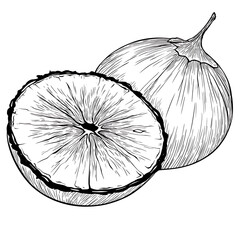 Obraz premium Coconut Fruit Coloring Page Bold Outline Uncolored