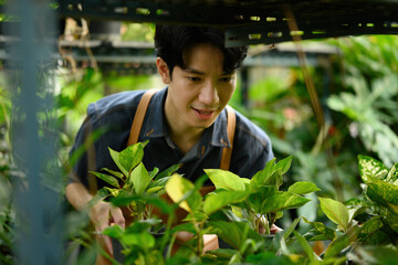 An Asian plants entrepreneur shop carefully arranging seedling pots on greenhouse shelves