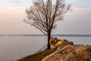 landscape with Burtnieki Lake, calm water of the lake with reflections, fragments of natural objects, Burtnieki Lake, Valmiera Region, Latvia