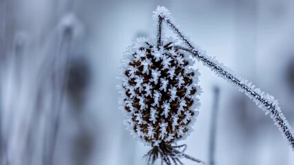 Frosty plant seed head - Powered by Adobe