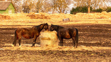  landscape with grazing horses, horses eating in a meadow, early spring in nature, beautiful sunset colors, Latvia