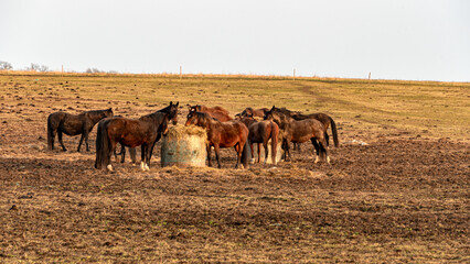  landscape with grazing horses, horses eating in a meadow, early spring in nature, beautiful sunset colors, Latvia
