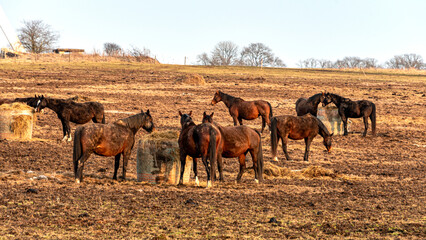  landscape with grazing horses, horses eating in a meadow, early spring in nature, beautiful sunset colors, Latvia