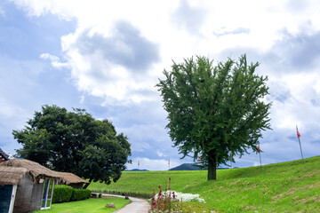 The beautiful forest and tree background blue sky.