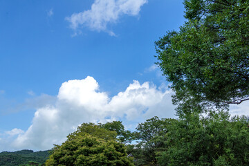 The beautiful forest and tree background blue sky.
