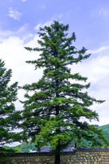 Fototapeta premium The beautiful forest and tree background blue sky.