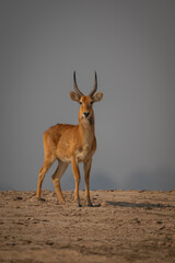 Male puku watches camera standing on sand