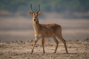 Male puku with catchlight walking across beach