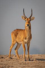 Male puku standing on sand watches camera