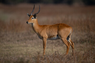 Male puku stands in profile on savanna