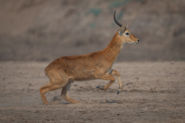 Male puku with catchlight races across sand