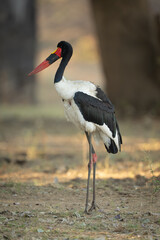 Male saddle-billed stork standing in shady clearing