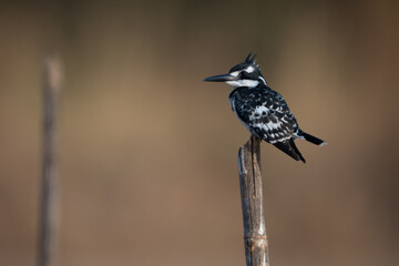 Pied kingfisher in profile on bamboo post