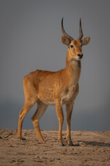 Male puku stands on beach with catchlight