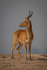 Male puku turns head standing on sand