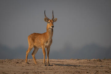 Male puku stands on sand with catchlight