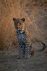 Male leopard sits staring beside long grass