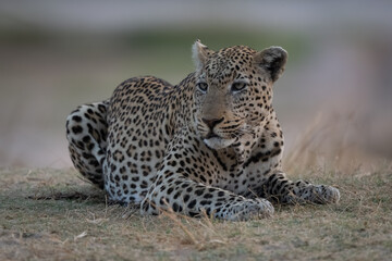 Male leopard lies turning head on grass