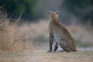Male leopard sits on grass facing away