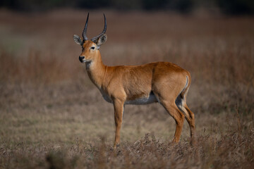 Male puku stands in profile turning head