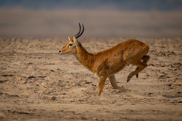Male puku races across beach lifting legs