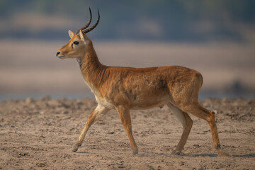 Male puku with catchlight walks across beach