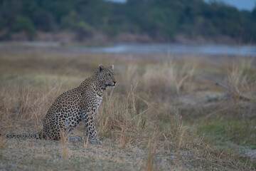 Male leopard sits turning head on riverbank