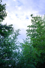 Fototapeta premium The beautiful forest and tree background blue sky.