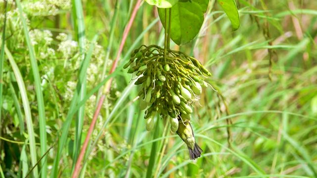 Appetitive behavior, synecology. Garden Sunbird (Cinnyris jugularis) feeds ants on flowers liane Piliostigma malabaricum, rainforest on west coast of Borneo. Insectivore at January, no nectarophages