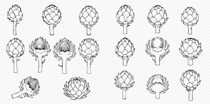 Collection of hand-drawn artichoke illustrations showing various stages and angles.