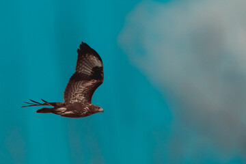 Buse variable